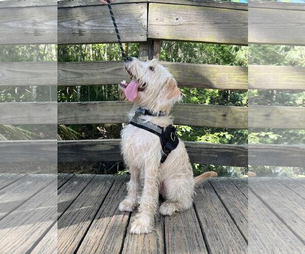 Medium Photo #2 Goldendoodle Puppy For Sale in Sanford, FL, USA