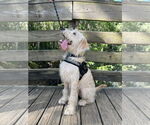 Small #1 Goldendoodle