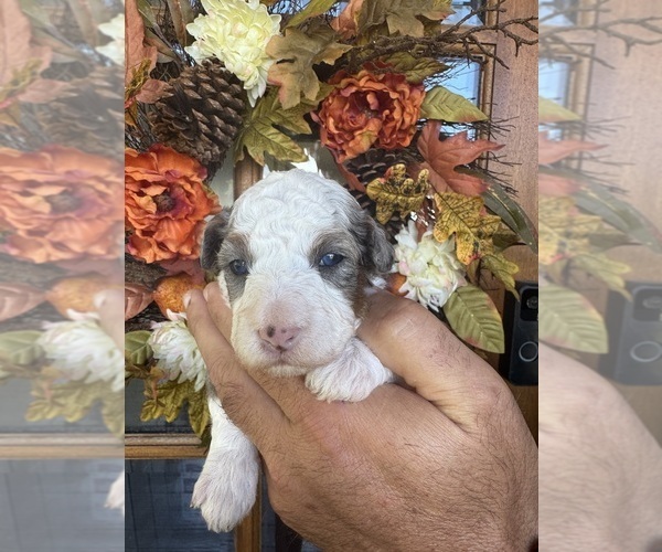 Medium Photo #11 Aussiedoodle Miniature  Puppy For Sale in ROCK HILL, SC, USA