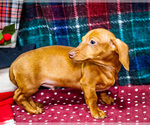 Small Photo #7 Dachshund Puppy For Sale in WAKARUSA, IN, USA