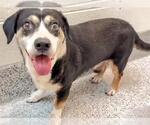Small #1 Beagle Mix