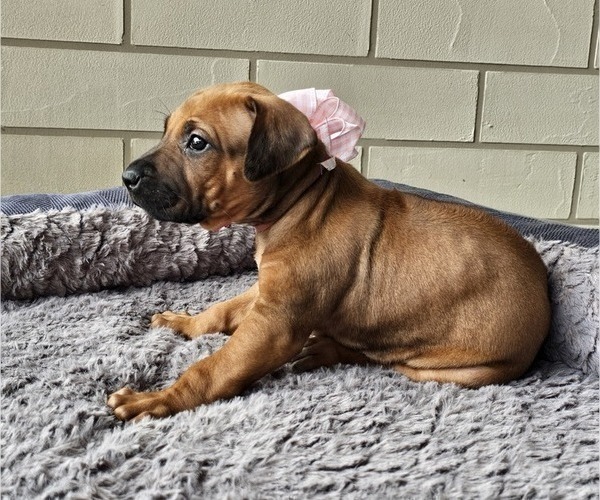 Medium Photo #4 Rhodesian Ridgeback Puppy For Sale in BUMPASS, VA, USA