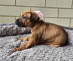 Small #3 Rhodesian Ridgeback