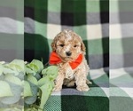 Small Photo #6 Shih-Poo Puppy For Sale in GORDONVILLE, PA, USA