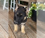 Small Photo #10 German Shepherd Dog Puppy For Sale in WOLFE CITY, TX, USA