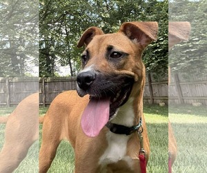 Boxer-Mountain Cur Mix Dogs for adoption in Germantown, OH, USA