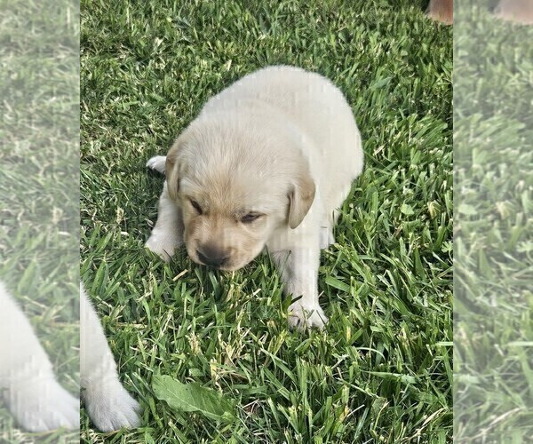 Medium Photo #8 Labrador Retriever Puppy For Sale in CEDAREDGE, CO, USA