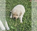 Small #7 Labrador Retriever