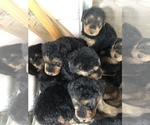 Small Photo #21 Airedale Terrier Puppy For Sale in MOSCOW, ID, USA