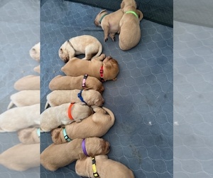 Golden Retriever Litter for sale in MONROE, NC, USA