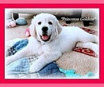 Small Photo #26 English Cream Golden Retriever Puppy For Sale in PRINCETON, WV, USA