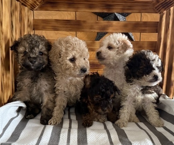 Medium Photo #6 Poodle (Miniature) Puppy For Sale in CURTISS, WI, USA