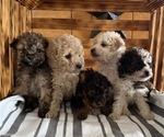 Small #5 Poodle (Miniature)