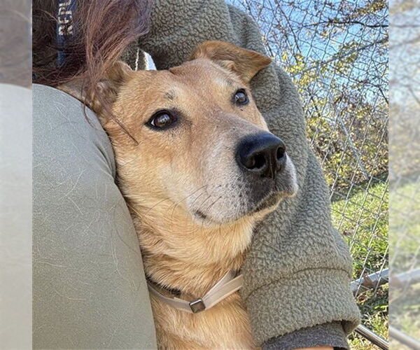 Medium Photo #1 Mutt Puppy For Sale in Louisville, KY, USA