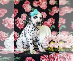 Dalmatian Puppy for sale in QUARRYVILLE, PA, USA