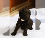 Small Photo #17 Goldendoodle Puppy For Sale in ALBION, IN, USA