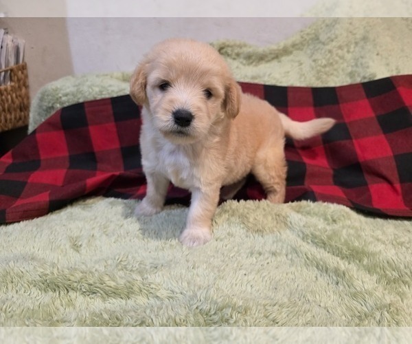 Medium Photo #11 Goldendoodle Puppy For Sale in DUBLIN, TX, USA