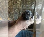 Small #4 Bloodhound