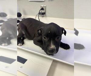 Labrador Retriever-Unknown Mix Dogs for adoption in Rosenberg, TX, USA