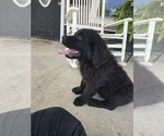 Small #4 Newfoundland