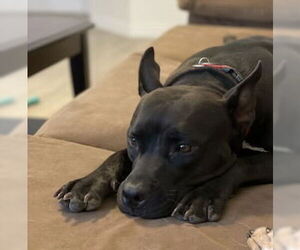 American Staffordshire Terrier-Unknown Mix Dogs for adoption in Chandler, AZ, USA