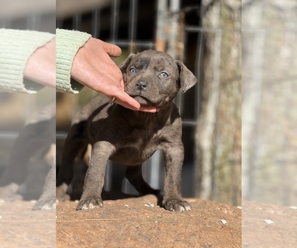 Medium Photo #50 Catahoula Leopard Dog Puppy For Sale in BUSHNELL, IL, USA