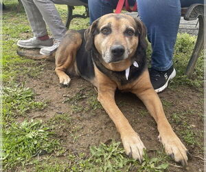 Abby - Awesome Girl! - Female Mutt Dog for Adoption - Photo #13