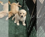 Small Photo #46 Golden Retriever Puppy For Sale in BIG CABIN, OK, USA
