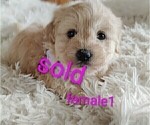 Small #1 Maltese-Silky Cocker Mix