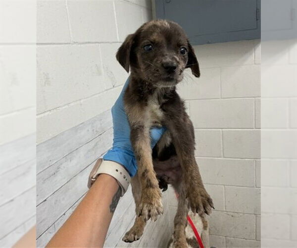 Medium Photo #1 Mutt Puppy For Sale in San Bernardino, CA, USA