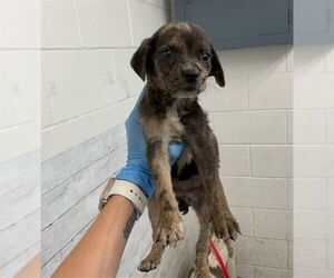 Mutt Dogs for adoption in San Bernardino, CA, USA