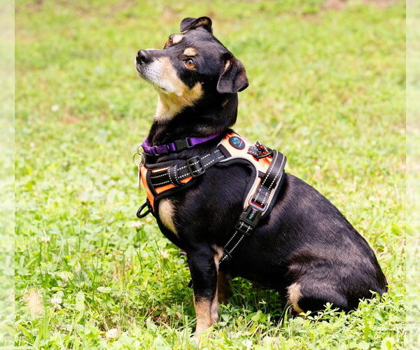 Medium Photo #3 Chihuahua-Unknown Mix Puppy For Sale in Ellijay, GA, USA