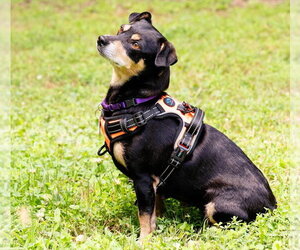 Maple - Female Chihuahua-Unknown Mix Dog for Adoption - Photo #3