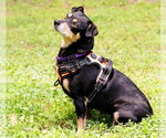 Small #2 Chihuahua Mix
