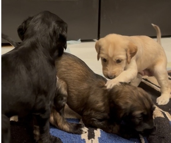 Medium Photo #1 Afghan Hound Puppy For Sale in VIDALIA, GA, USA