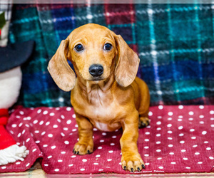 Dachshund Puppy for sale in WAKARUSA, IN, USA
