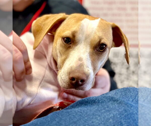 Medium Photo #15 Mutt Puppy For Sale in Canton, CT, USA