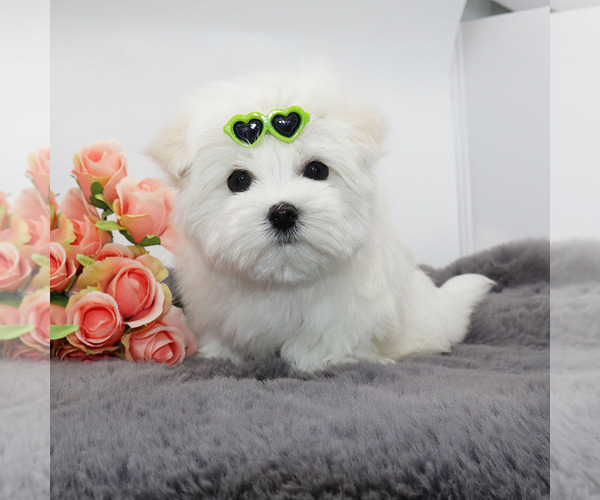 Medium Photo #2 Maltese Puppy For Sale in LOS ANGELES, CA, USA