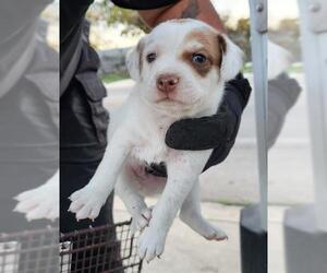 Mutt Dogs for adoption in San Antonio, TX, USA