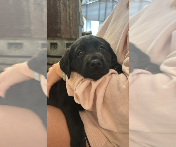 Medium Photo #6 Labrador Retriever Puppy For Sale in TEMECULA, CA, USA