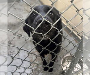 Labrador Retriever-Unknown Mix Dogs for adoption in Anchorage, AK, USA
