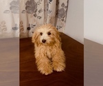 Small #4 Cavapoo-Poodle (Miniature) Mix
