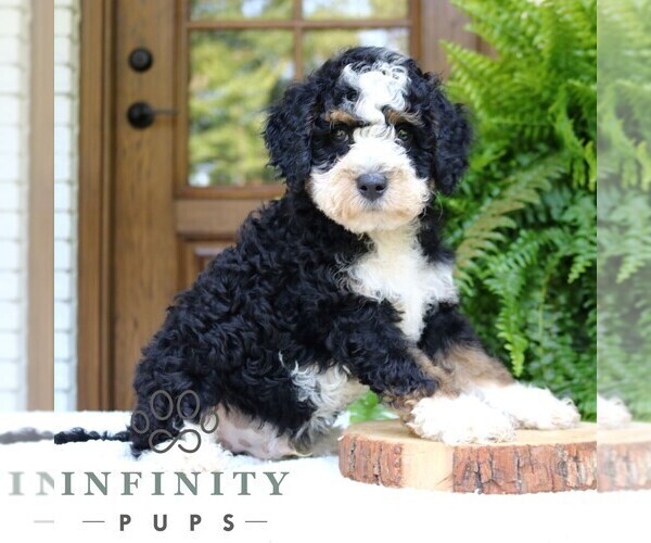 Medium Photo #1 Bernedoodle (Miniature) Puppy For Sale in NARVON, PA, USA