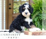Small Bernedoodle (Miniature)