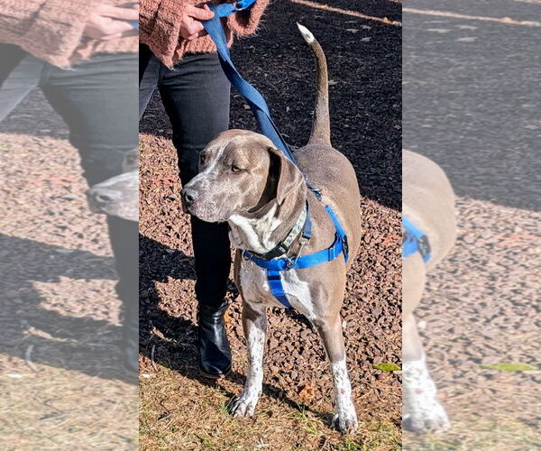 Medium Photo #29 American Pit Bull Terrier-Unknown Mix Puppy For Sale in Oakhurst, NJ, USA