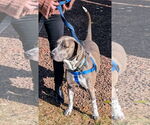 Small #28 American Pit Bull Terrier Mix