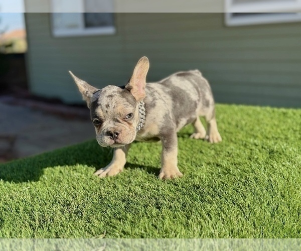 Medium Photo #11 French Bulldog Puppy For Sale in WINNSBORO, TX, USA