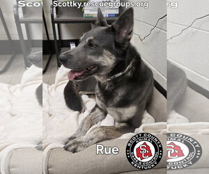Siberian Husky-Unknown Mix Dogs for adoption in Georgetown, KY, USA