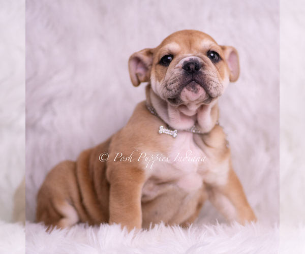 Medium Photo #46 Bulldog Puppy For Sale in WARSAW, IN, USA