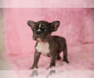 French Bulldog Puppy for sale in SAN DIEGO, CA, USA